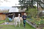 Alina Kroll bietet mit ihren Unstrut-Lamas Wanderungen für Jung und Alt an (Foto: Eva Maria Wiegand)