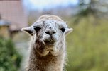 Unstrut-Lamas in Herbsleben (Foto: Eva Maria Wiegand)