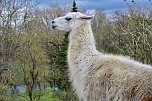 Unstrut-Lamas in Herbsleben (Foto: Eva Maria Wiegand)