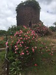 Rosenblüte auf der Ebersburg (Foto: Verein für lebendiges Mittelalter)