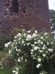 Rosenblüte auf der Ebersburg (Foto: Verein für lebendiges Mittelalter)