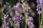 Unterwegs in Wald und Wiese (Foto: P.Blei)