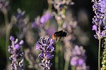 Unterwegs in Wald und Wiese (Foto: P.Blei)