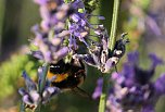 Unterwegs in Wald und Wiese (Foto: P.Blei)