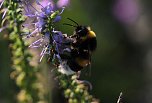 Unterwegs in Wald und Wiese (Foto: P.Blei)