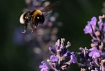 Unterwegs in Wald und Wiese (Foto: P.Blei)