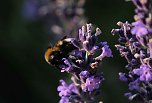 Unterwegs in Wald und Wiese (Foto: P.Blei)