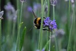 Unterwegs in Wald und Wiese (Foto: P.Blei)