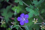 Unterwegs in Wald und Wiese (Foto: P.Blei)