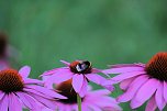 Unterwegs in Wald und Wiese (Foto: P.Blei)