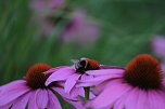 Unterwegs in Wald und Wiese (Foto: P.Blei)