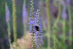 Unterwegs in Wald und Wiese (Foto: P.Blei)