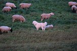 Erster Besuch der Saison (Foto: Peter Blei)