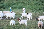 Erster Besuch der Saison (Foto: Peter Blei)