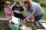 Ernte bei der "Gemüseackerdemie" des Förderzentrums Pestalozzi (Foto: agl)