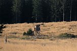 Peter Blei beim Waldspaziergang (Foto: Peter Blei)