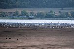 Kranichrast am Stausee (Foto: Peter Blei)