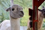 Unterwegs mit den Unstrut Lamas aus Herbsleben (Foto: Eva Maria Wiegand)