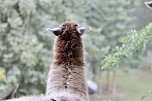 Unterwegs mit den Unstrut Lamas aus Herbsleben (Foto: Eva Maria Wiegand)