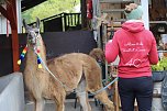 Unterwegs mit den Unstrut Lamas aus Herbsleben (Foto: Eva Maria Wiegand)