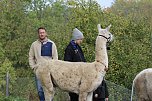 Unterwegs mit den Unstrut Lamas aus Herbsleben (Foto: Eva Maria Wiegand)