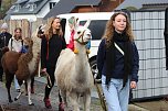 Unterwegs mit den Unstrut Lamas aus Herbsleben (Foto: Eva Maria Wiegand)