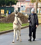 Unterwegs mit den Unstrut Lamas aus Herbsleben (Foto: Eva Maria Wiegand)