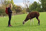 Unterwegs mit den Unstrut Lamas aus Herbsleben (Foto: Eva Maria Wiegand)