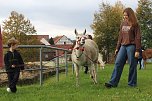 Unterwegs mit den Unstrut Lamas aus Herbsleben (Foto: Eva Maria Wiegand)