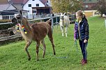 Unterwegs mit den Unstrut Lamas aus Herbsleben (Foto: Eva Maria Wiegand)