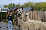 Unterwegs mit den Unstrut Lamas aus Herbsleben (Foto: Eva Maria Wiegand)