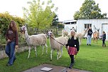 Unterwegs mit den Unstrut Lamas aus Herbsleben (Foto: Eva Maria Wiegand)