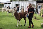 Unterwegs mit den Unstrut Lamas aus Herbsleben (Foto: Eva Maria Wiegand)