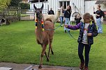 Unterwegs mit den Unstrut Lamas aus Herbsleben (Foto: Eva Maria Wiegand)