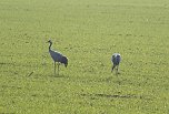 Vogelparadies am Stausee Kelbra (Foto: Peter Blei)