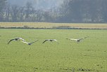 Vogelparadies am Stausee Kelbra (Foto: Peter Blei)