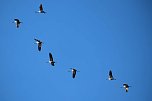 Vogelparadies am Stausee Kelbra (Foto: Peter Blei)