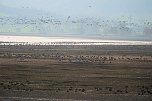 Vogelparadies am Stausee Kelbra (Foto: Peter Blei)