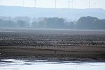 Vogelparadies am Stausee Kelbra (Foto: Peter Blei)