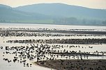 Vogelparadies am Stausee Kelbra (Foto: Peter Blei)