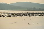 Vogelparadies am Stausee Kelbra (Foto: Peter Blei)