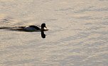 Vogelparadies am Stausee Kelbra (Foto: Peter Blei)