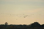 Vogelparadies am Stausee Kelbra (Foto: Peter Blei)