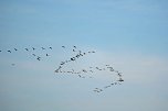 Vogelparadies am Stausee Kelbra (Foto: Peter Blei)