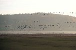 Vogelparadies am Stausee Kelbra (Foto: Peter Blei)