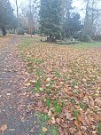 Laub auf dem Hauptfriedhof (Foto: P.Blei)