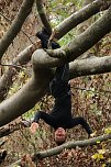Artistik zwischen Baum und Borke - im Park Hohenrode lud man zu einem k&uuml;nsterlischen Waldspaziergang (Foto: agl)