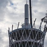 Der Hexenbesen w&auml;chst und w&auml;chst und... (Foto: Landkreis Nordhausen)