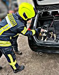 Entlaufener Hund ist wieder da (Foto: Feuerwehr Liebenrode) Entlaufener Hund ist wieder da (Foto: Feuerwehr Liebenrode)