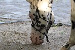 Das Jahr 2024 in Bad Langensalza - Appaloosa Wallach (Showpferd) beim Mittelalterfest (Foto: emw) Das Jahr 2024 in Bad Langensalza - Appaloosa Wallach (Showpferd) beim Mittelalterfest (Foto: emw)